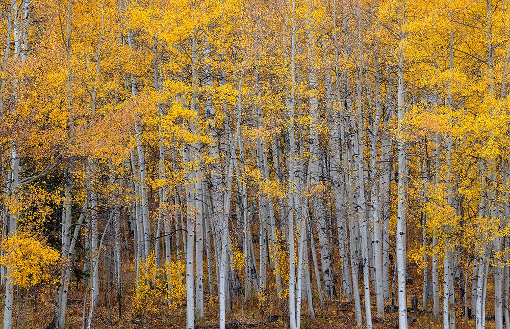 Leaves and tree trunks create an aspen wall of texture-Colorado-USA.